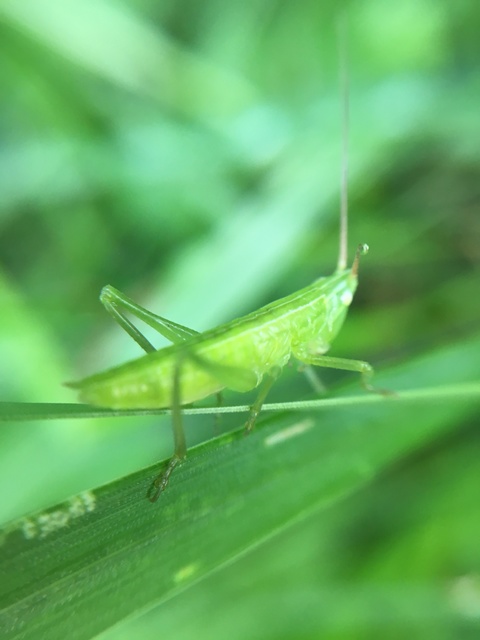 Ruspolia nitidula - nagy kúpfejűszöcske