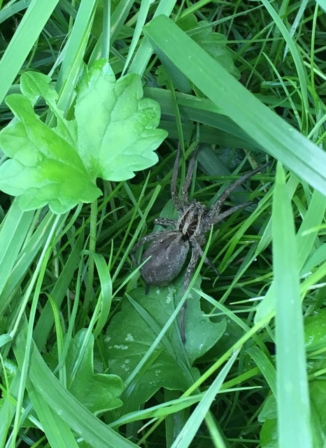 Hogna radiata - réti farkaspók