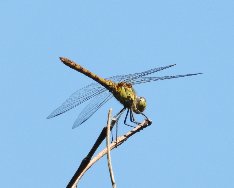 Sympetrum striolatum/vulgatum/meridionale