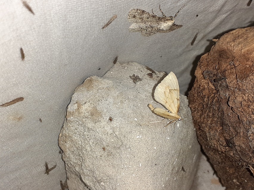 Eulithis pyraliata - sárga galajaraszoló