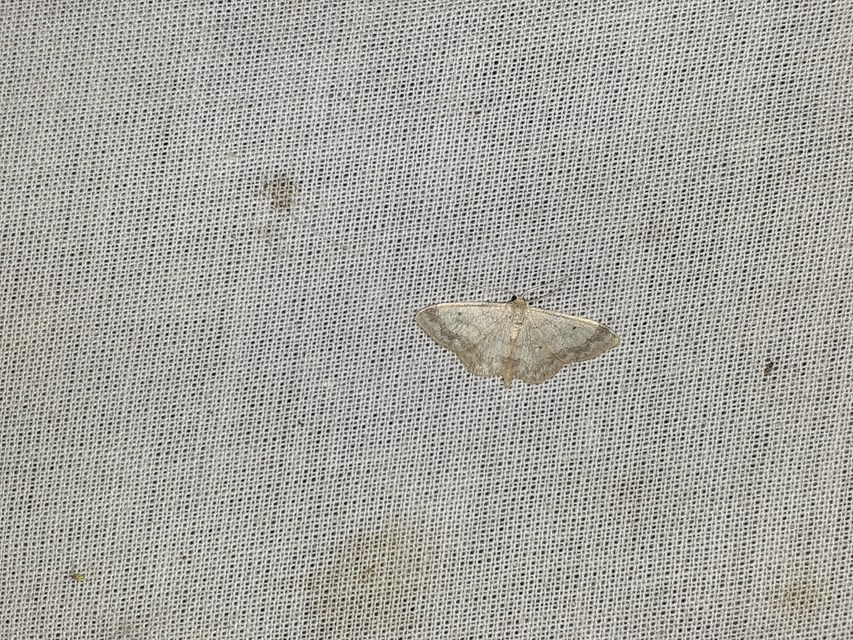 Idaea biselata - mocsári sávosaraszoló