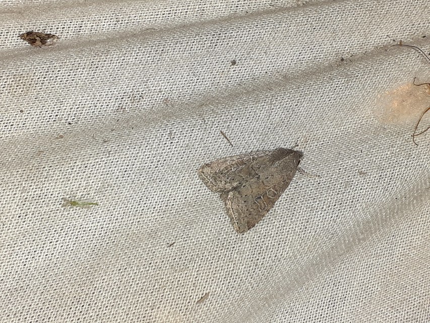 Parastichtis suspecta - sötét erdeibagoly
