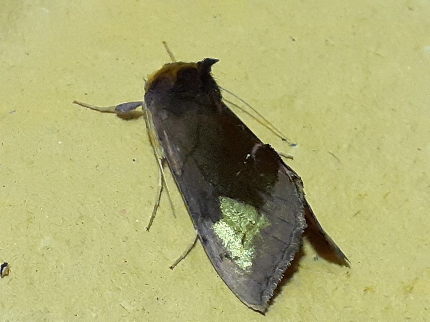 Diachrysia chryson - nagyfoltú aranybagoly