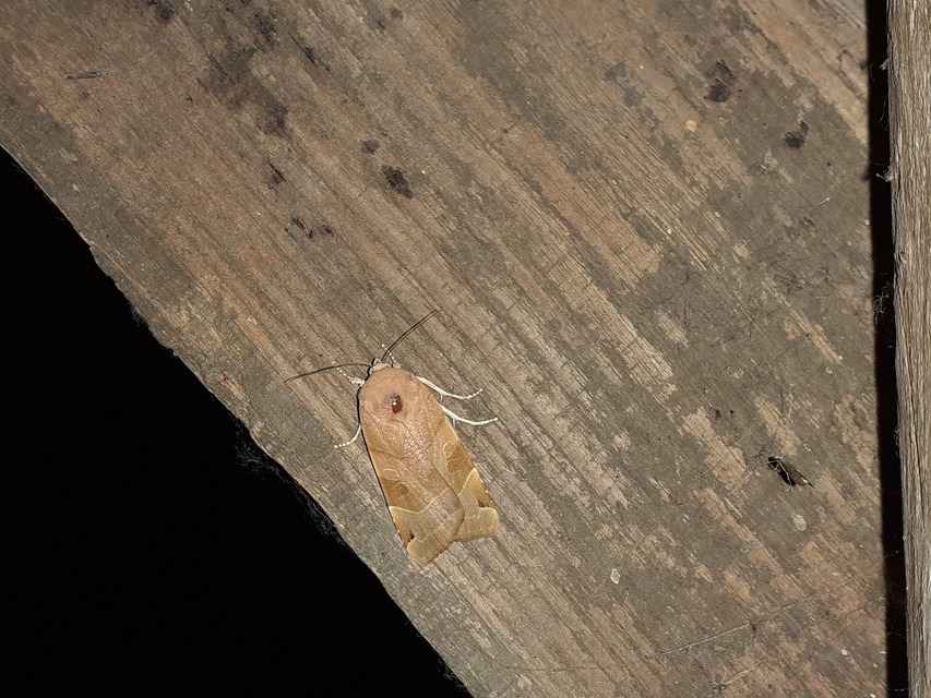 Noctua fimbriata - szélessávú sárgafűbagoly