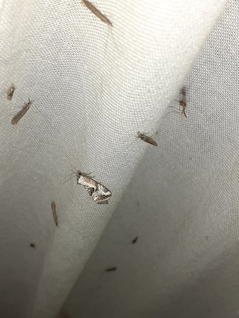 Hapalotis venustula - rózsaszínű mázasbagoly