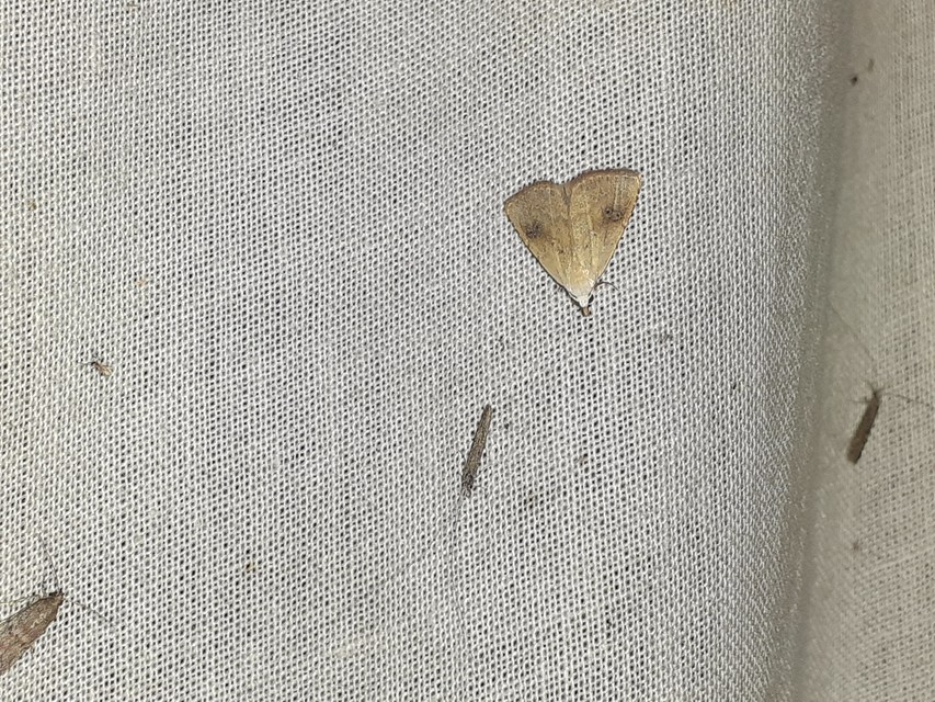 Rivula sericealis - selymes lórombagoly