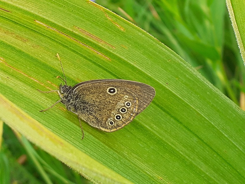 Coenonympha oedippus - ezüstsávos szénalepke