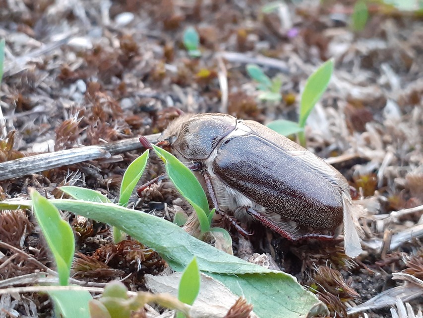 Anoxia pilosa - pusztai cserebogár