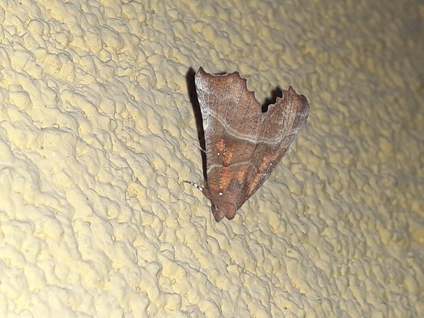 Scoliopteryx libatrix - vörös csipkésbagoly