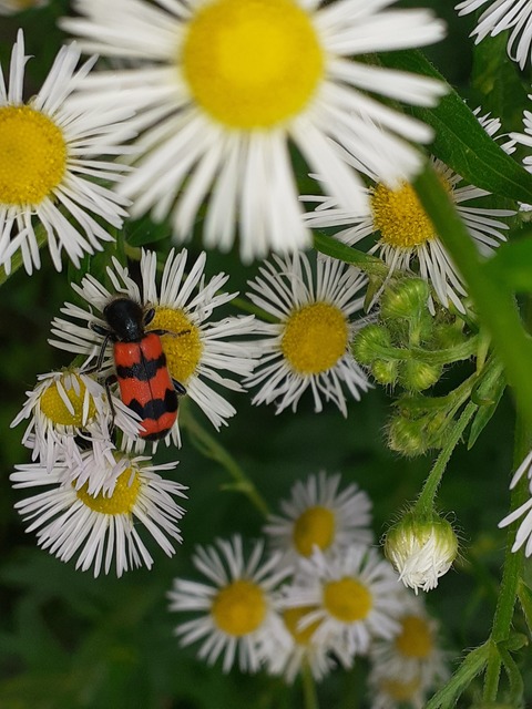 Trichodes apiarius - szalagos méhészbogár