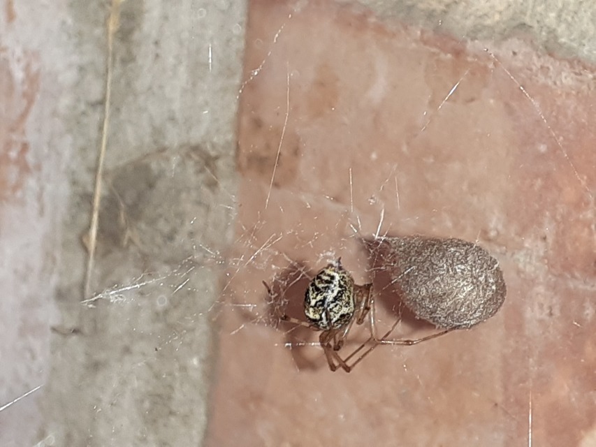Parasteatoda tepidariorum - üvegházi törpepók