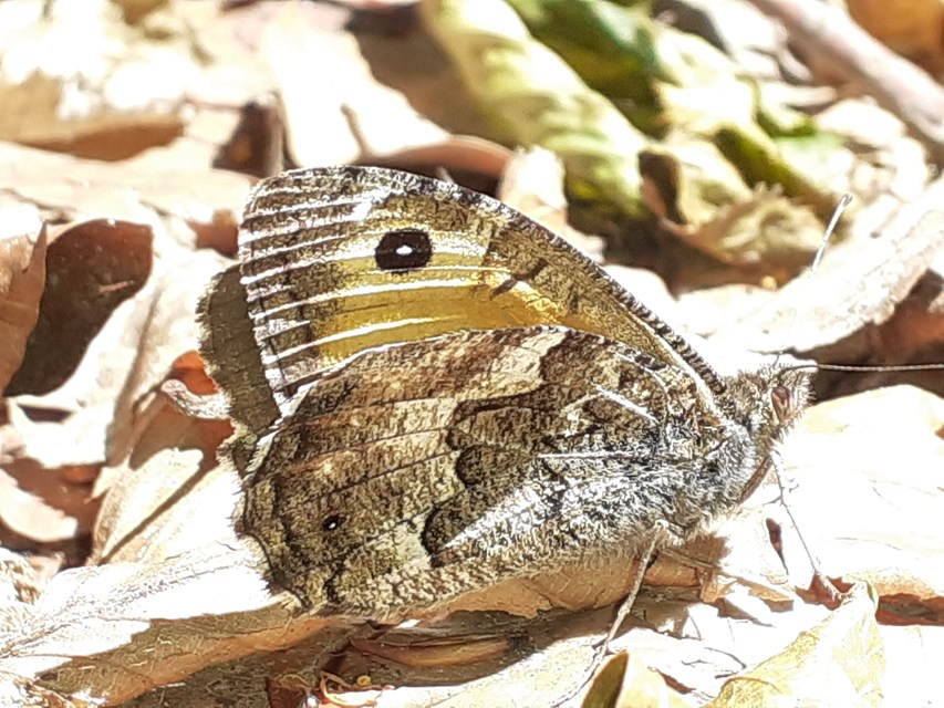 Hipparchia semele - barna szemeslepke
