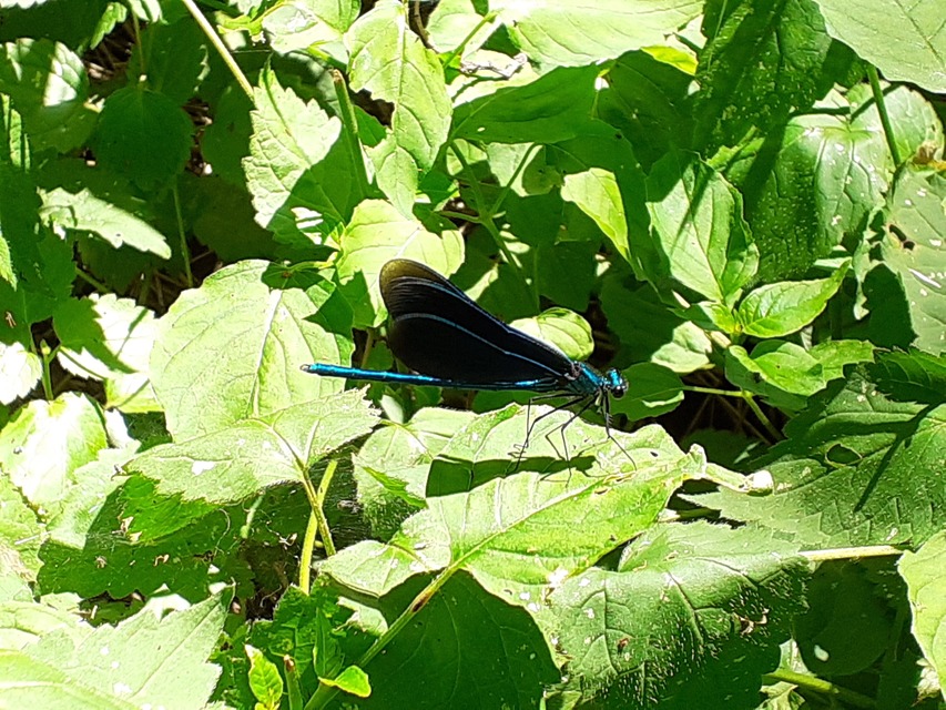 Calopteryx virgo - kisasszony-szitakötő