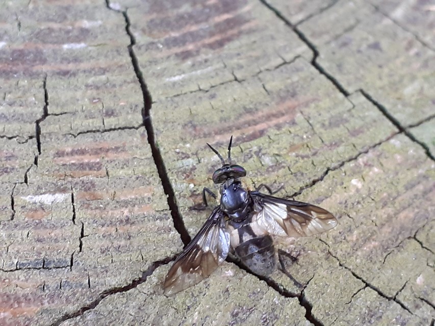 Chrysops