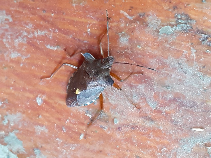 Pentatoma rufipes - vöröslábú címerespoloska Pentatoma rufipes - vöröslábú címerespoloska