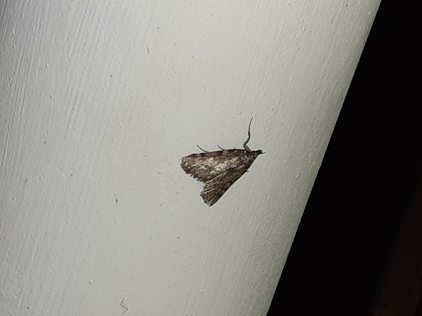 Aglossa pinguinalis - zsiradékmoly