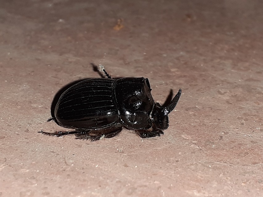 Copris lunaris - közönséges holdszarvú-ganéjtúró