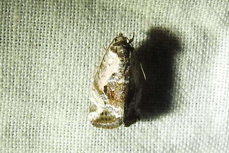 Hapalotis venustula - rózsaszínű mázasbagoly