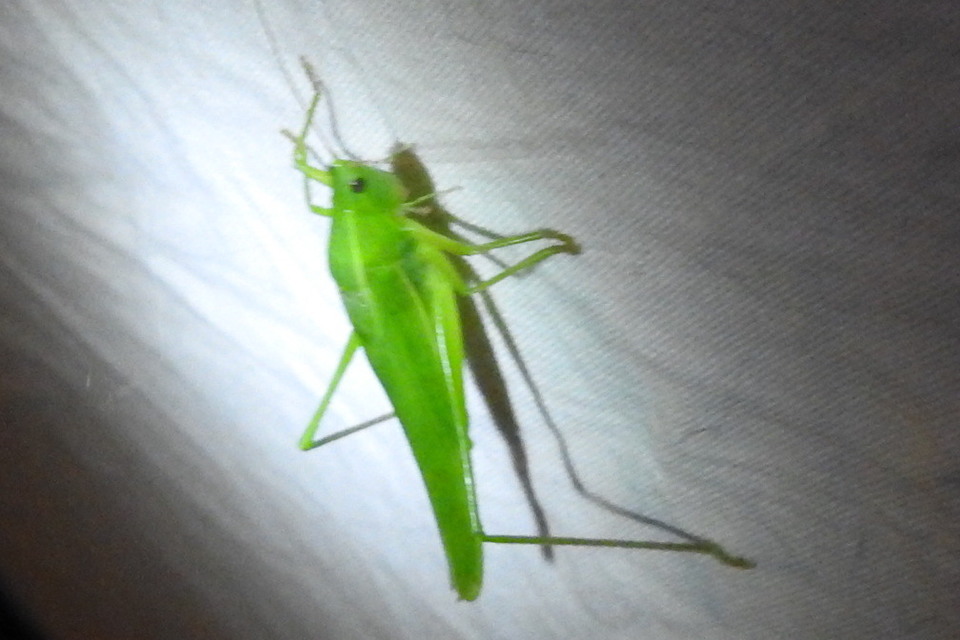 Ruspolia nitidula - nagy kúpfejűszöcske