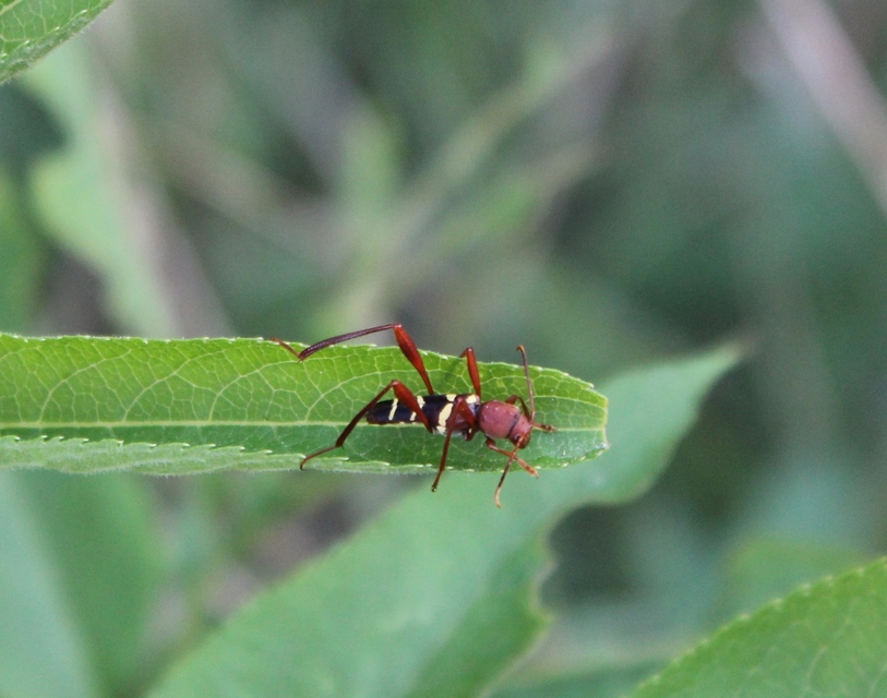 Neoclytus acuminatus - amerikai darázscincér