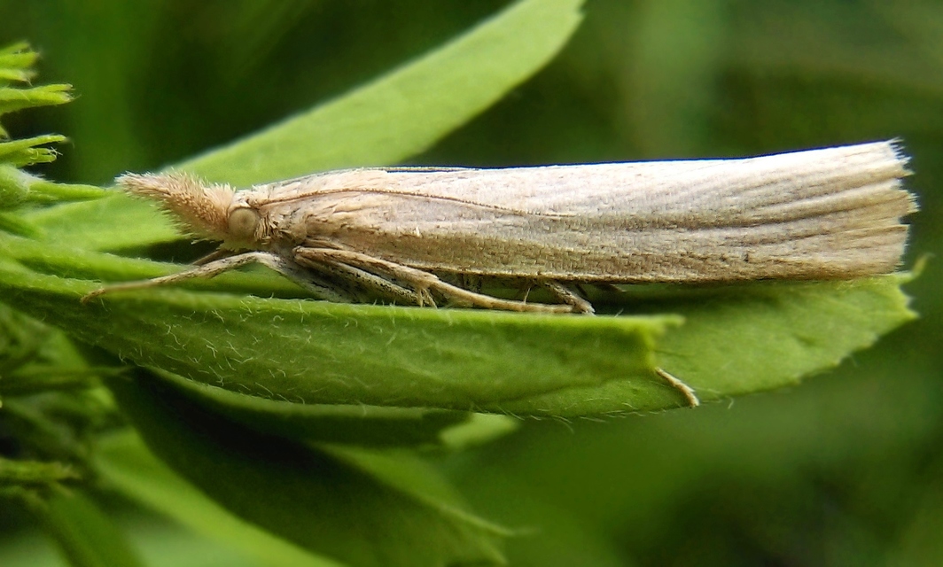Catoptria lythargyrella - szalmasárga fűgyökérmoly