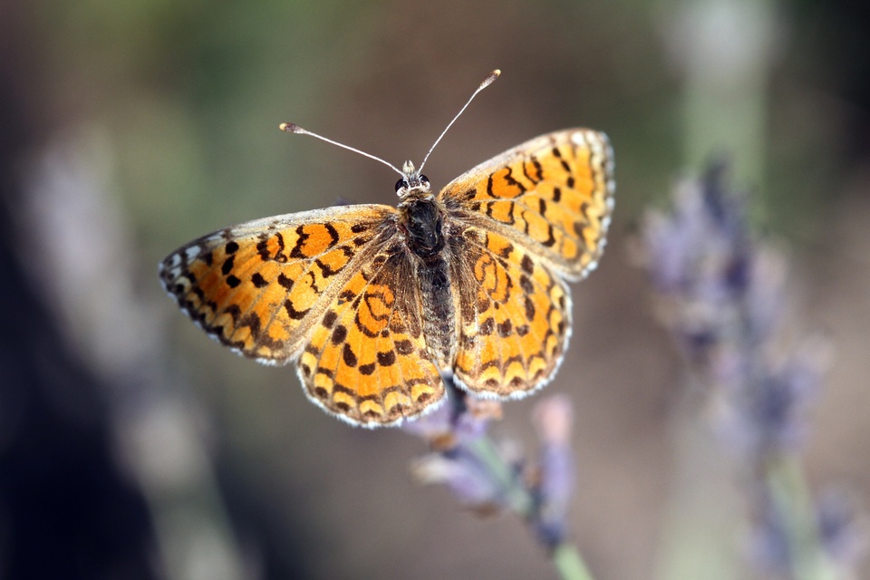 Melitaea trivia - kis tarkalepke