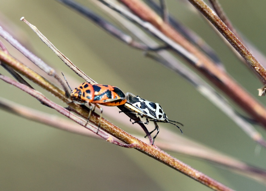 Eurydema ornata - díszespoloska