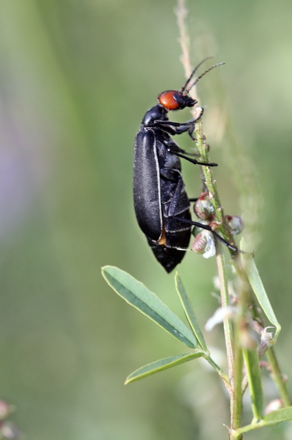 Epicauta rufidorsum - hollóbogár