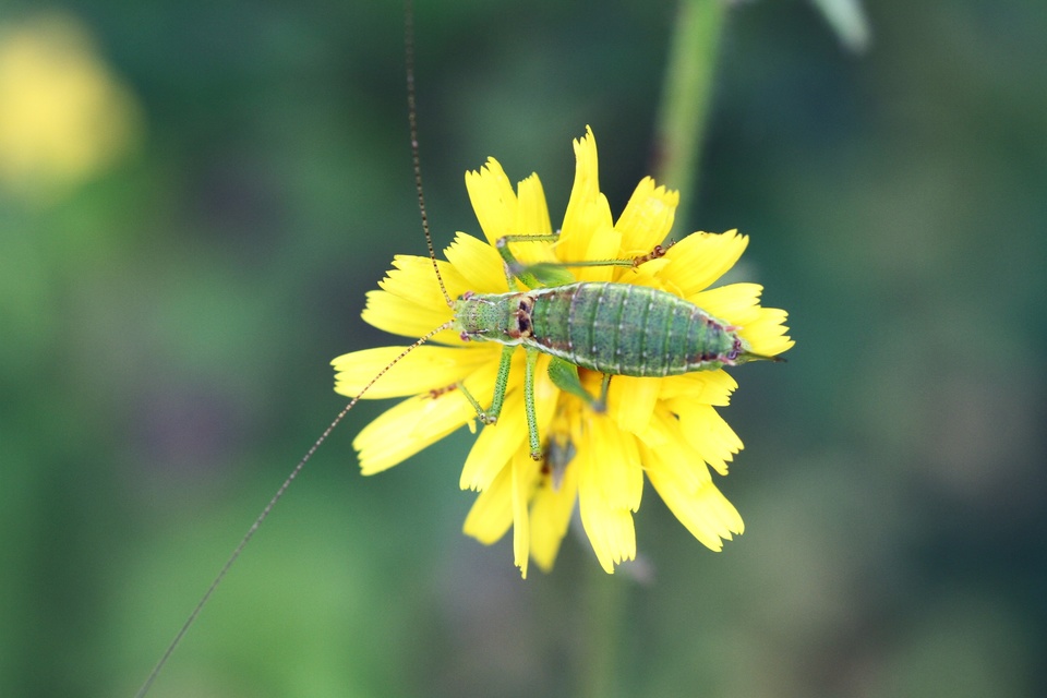 Leptophyes albovittata - közönséges virágszöcske