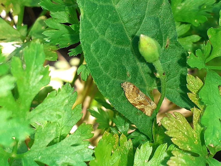 Argyrotaenia ljungiana - ékes sodrómoly
