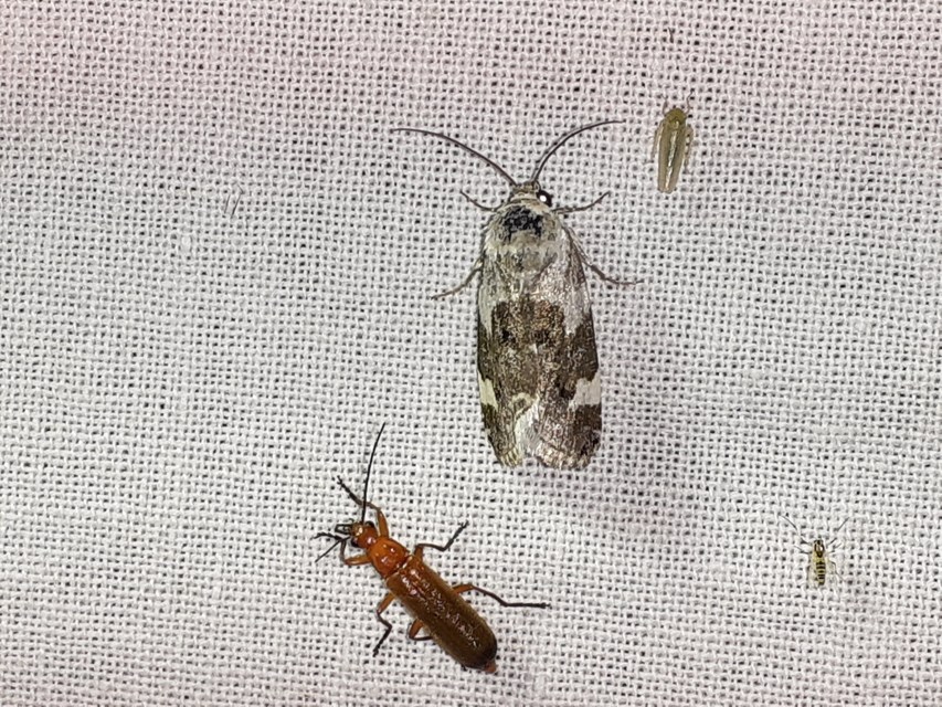 Acontia lucida - fehér nappalibagoly