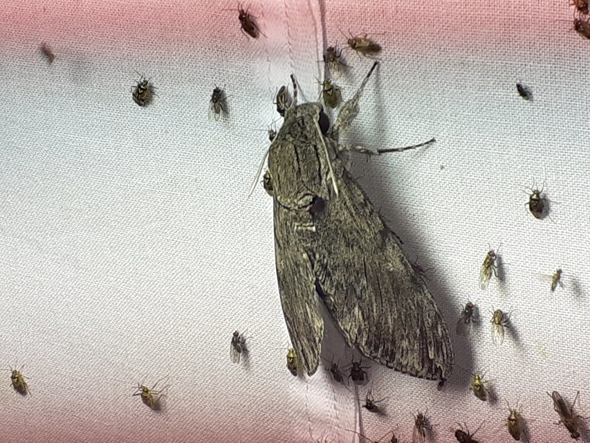 Agrius convolvuli - szulákszender