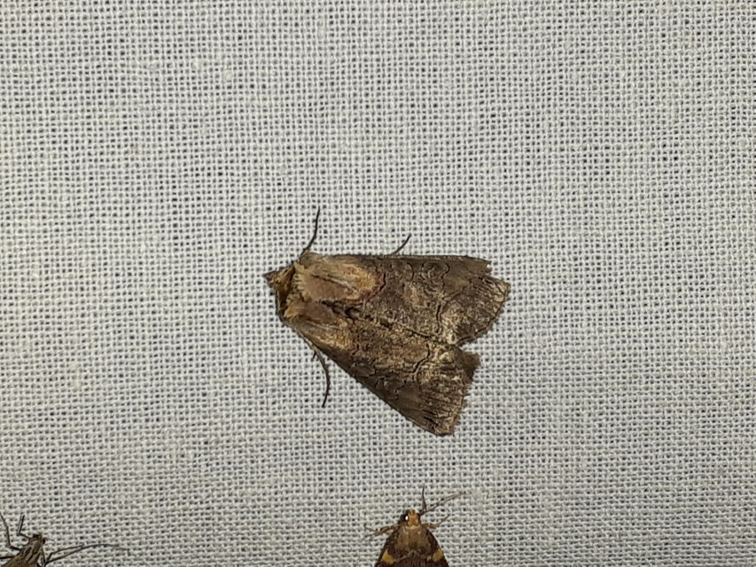 Abrostola triplasia - közönséges csalánbagoly