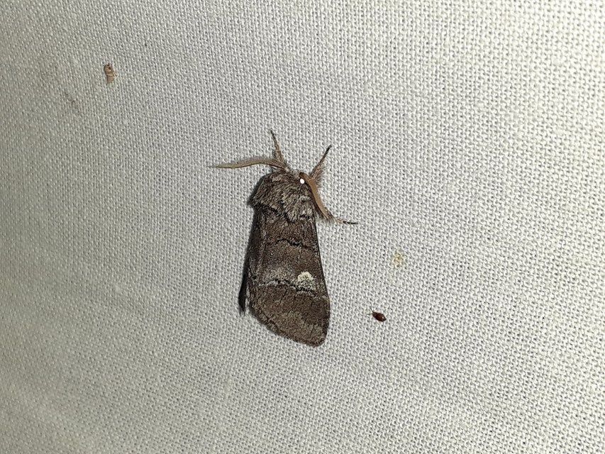 Drymonia querna - tölgyfa-púposszövő