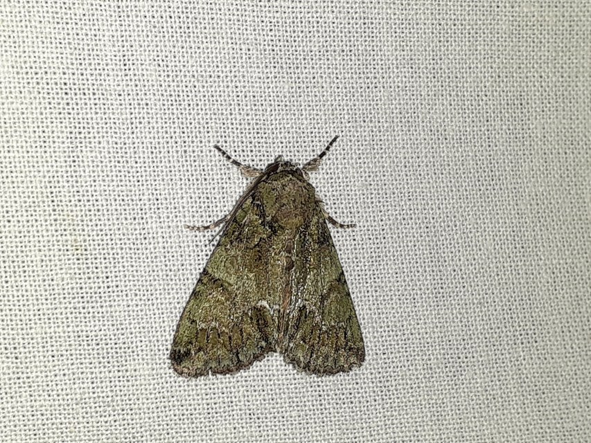 Polyphaenis sericata - selyemfényű erdeibagoly