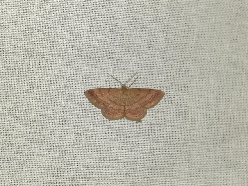 Scopula rubiginata - réti pirosaraszoló