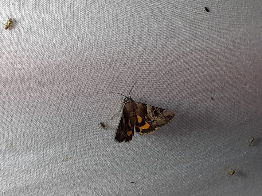 Catocala fulminea - galagonya-övesbagoly