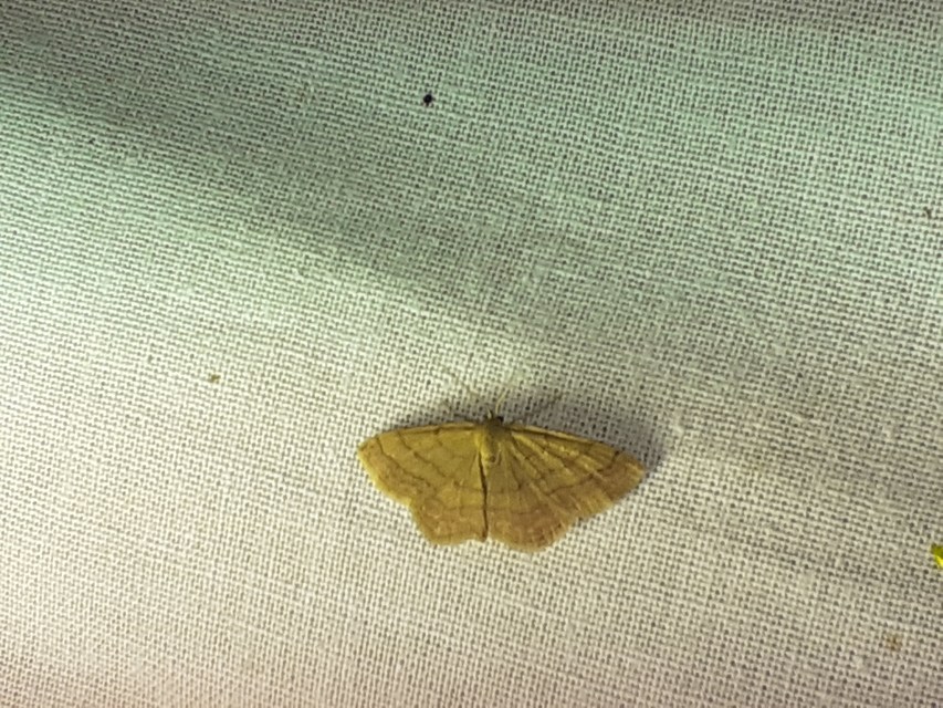 Scopula rubiginata - réti pirosaraszoló