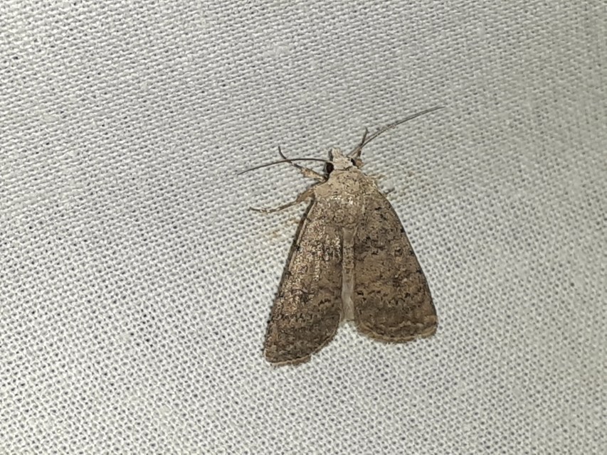 Paradrina clavipalpis - közönséges selymesbagoly
