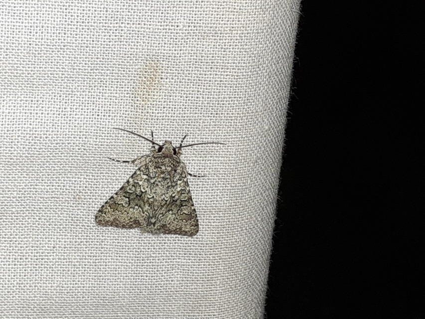 Hecatera dysodea - parajbagoly