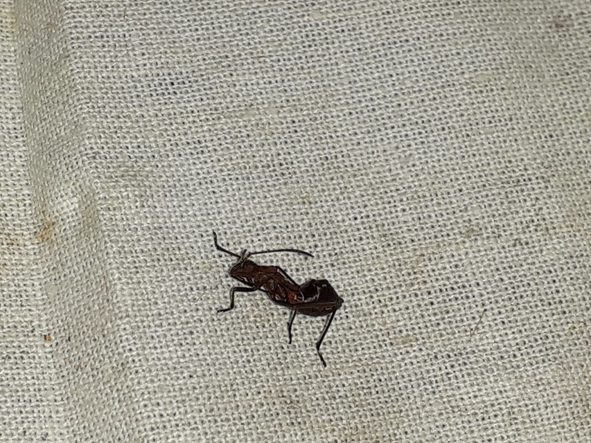Alydus calcaratus - szőrös tövispoloska