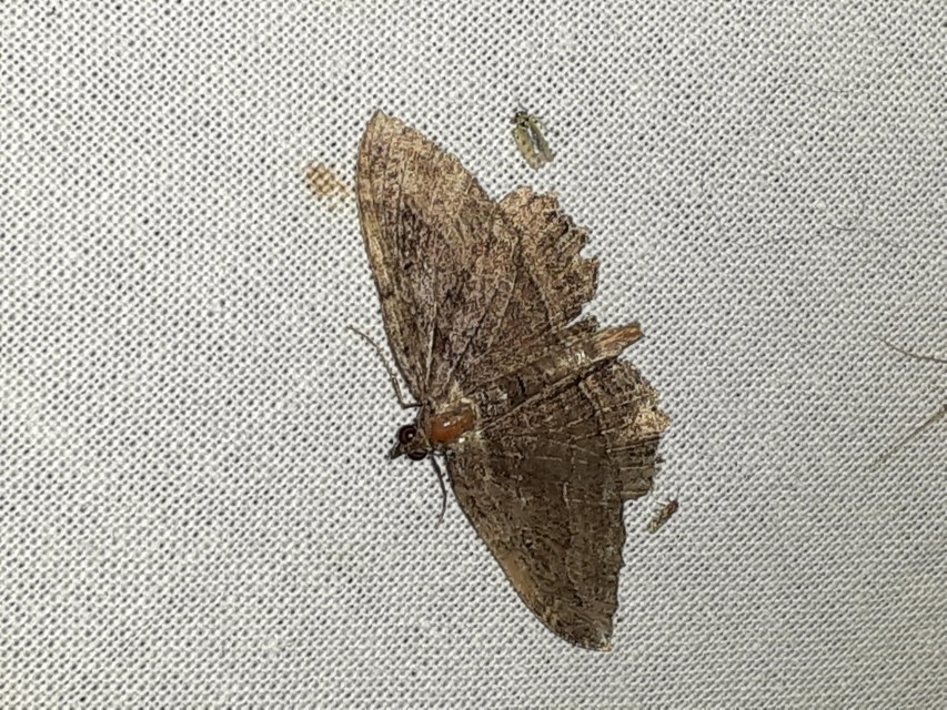Philereme transversata - varjútövis-araszoló