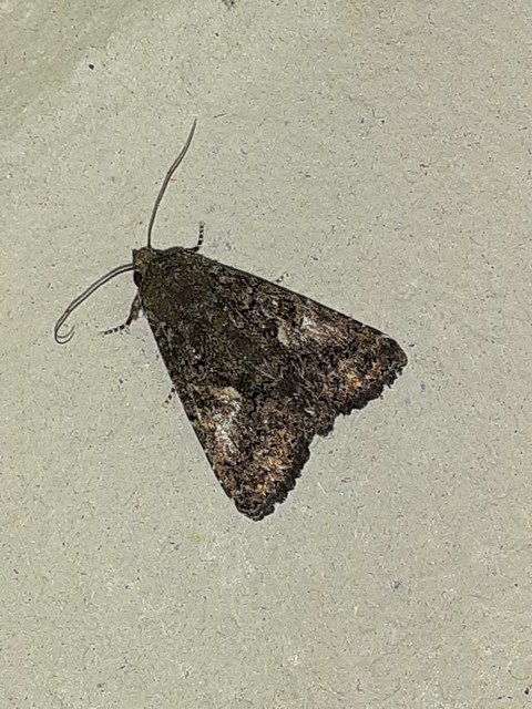 Anophia leucomelas - déli folyófűbagoly