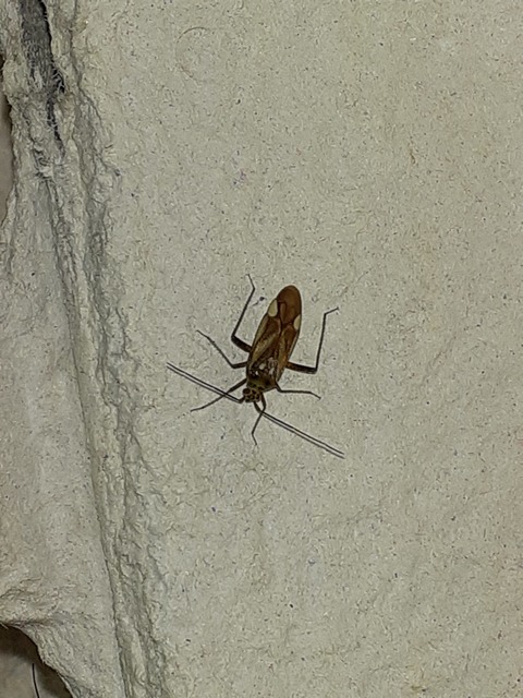 Adelphocoris lineolatus - lucernapoloska