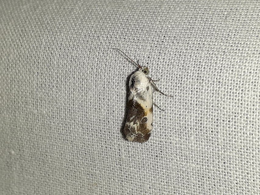 Ponometia candefacta - parlagfűbagoly