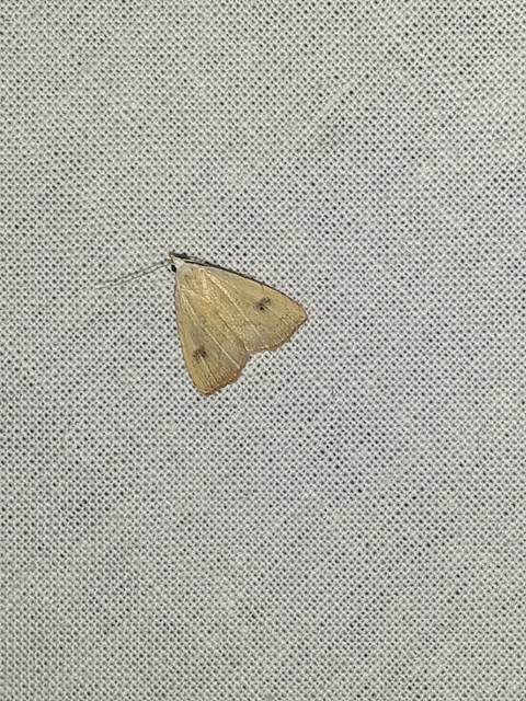 Rivula sericealis - selymes lórombagoly