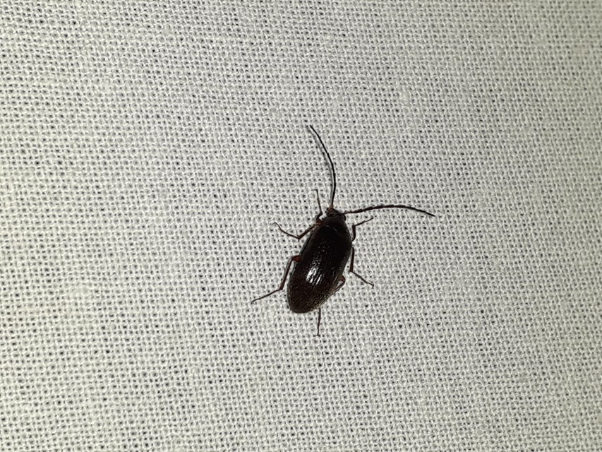 Hymenalia rufipes - rőtlábú alkonybogár