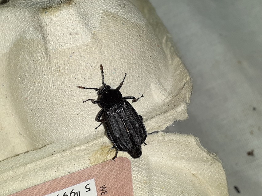 Necrodes littoralis - nagy dögbogár