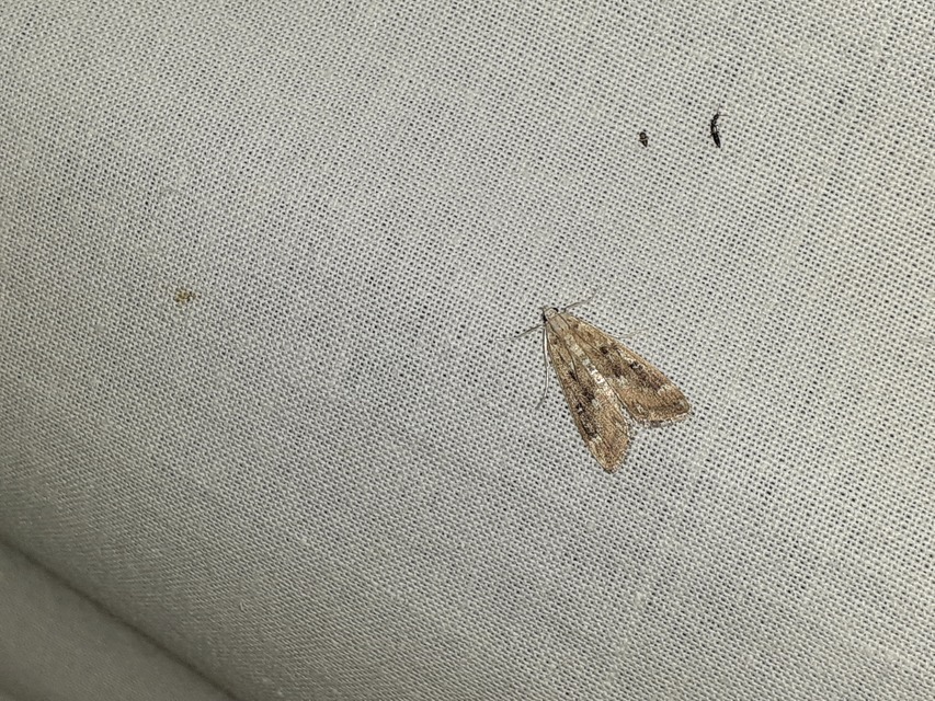 Parapoynx stratiotata - közönséges vízimoly