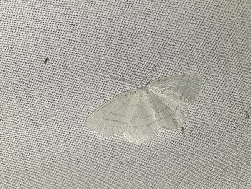 Cabera pusaria - fehér égeraraszoló